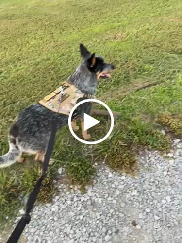 Customer video review of NEW Upgraded Tactical No-Pull Team K9™ Dog Harness with 4 Quick-Release Metal Buckles, Reinforced Front & Back D-Rings, Hook & Loop Panels, Adjustable Straps, Reflective Strips, & Top Handle