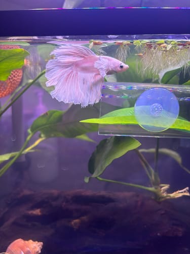 Customer photo review of Super White Dumbo Ear Halfmoon Male Betta Fish
