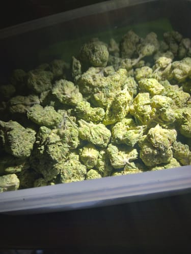 Customer photo review of Skywalker OG - 28 Grams - Minis (Indica)