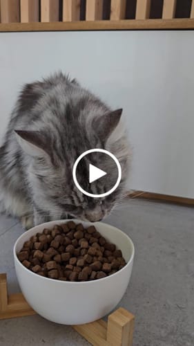 Avis vidéo d'un client sur Croquettes Maine Coon Stérilisé Sans Céréales - Poulet