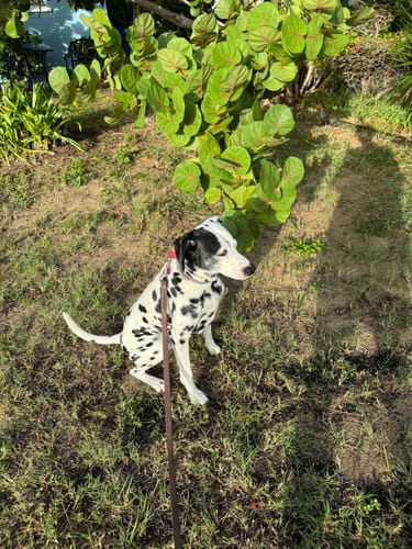 Customer photo review of ProDenta