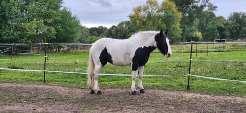 Customer photo review of Kristallkraft Coolly