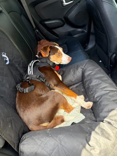 Customer photo review of Car Seat Cover