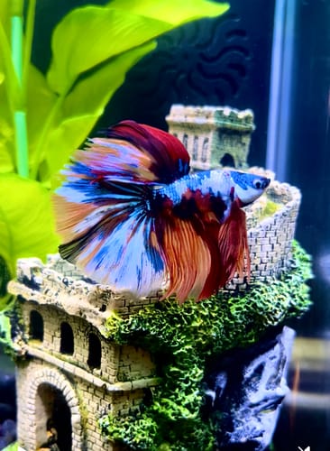 Customer photo review of Multicolor Halfmoon Male Betta Fish | Order Directly From Farm | You Pick Fish