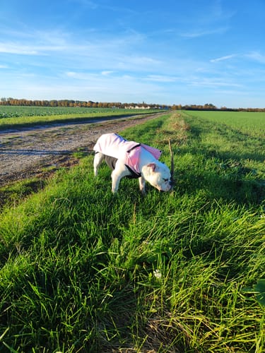 Christine B. review of Dog Fleece With Zip - Pink image 1 out of 5