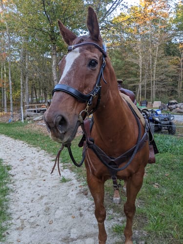 Customer photo review of Lily multi bridle