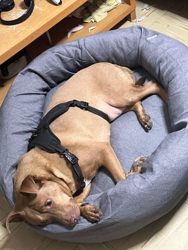 Customer photo review of Cama Antiestrés para Perros