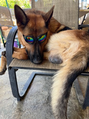 Kathleen S. review of 1000mg Hemp & Omega Dog Droplets - Add to Food/Water image 1 out of 1