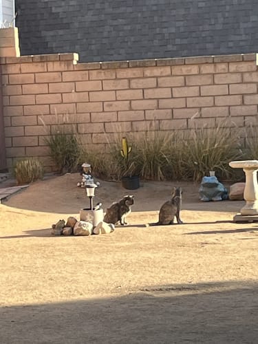 Customer photo review of 8x Blisso Advanced Cat Probiotic | Cat Probiotic for Diarrhea & Kidney Support