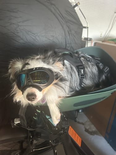 Customer photo review of Kvisp Dog Bike Carrier