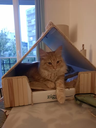Avis photo d'un client sur Pâtée Chaton Sans Céréales - Truite