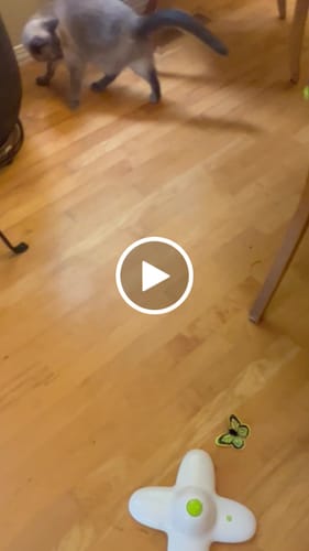 Judi L. review of SPEEDY TAIL 2.0 image 1 out of 1