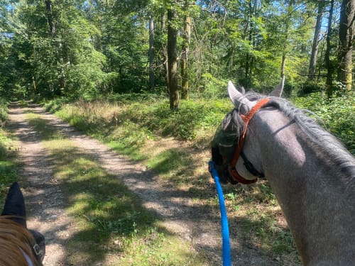 Customer photo review of Strotonin Horse Support