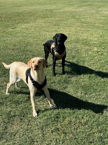 Customer photo review of Classic Heavy-Duty Tactical No-Pull Team K9™ Dog Harness With Front & Back D-Rings, Quick-Release Metal-Buckles, Hook & Loop Panels, & Top Handle