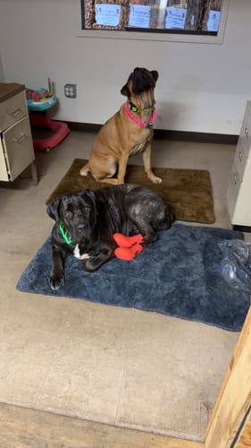 Customer photo review of WagWellies® by wagwear