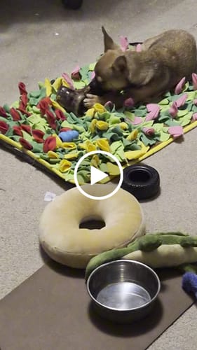 Customer video review of Ostrich Knuckle (Medium – 4" x 3"): The Perfect Chew for Small to Medium Dogs & Sensitive Stomachs