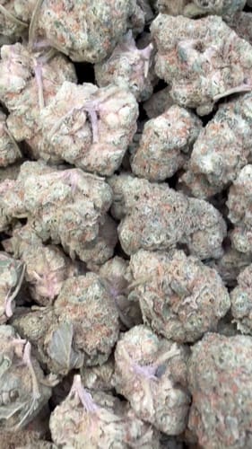 Customer photo review of Gelonade Littles - Bulk Littles - Sativa