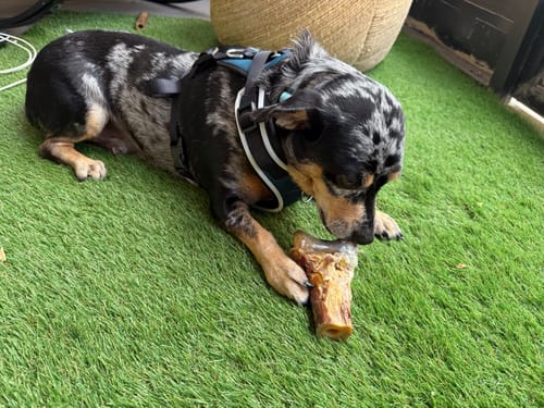Customer photo review of Ostrich Knuckle (Medium – 4" x 3"): The Perfect Chew for Small to Medium Dogs & Sensitive Stomachs