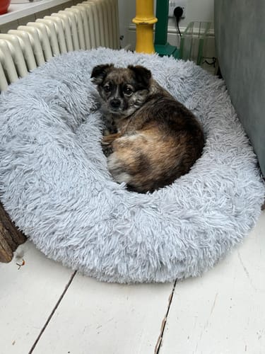 Customer photo review of Calming Donut Bed - Husky Grey