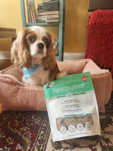 Customer photo review of Beef Lung Wafers