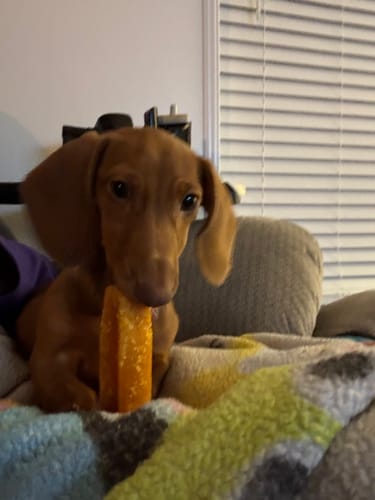 Customer photo review of Pumpkin Yak Chews