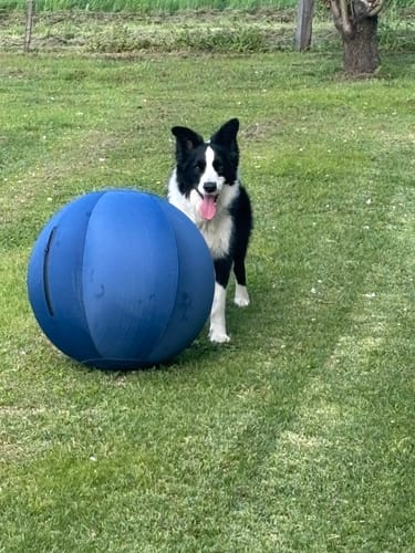 Customer photo review of Herding Ball