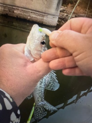 Customer photo review of White Lightning