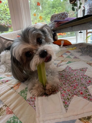 Customer photo review of 4-Stick Yak Chew Pack – Mint, Banana, Strawberry & Pumpkin