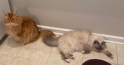 Customer photo review of Cat Hair Removal Massaging Shell Comb