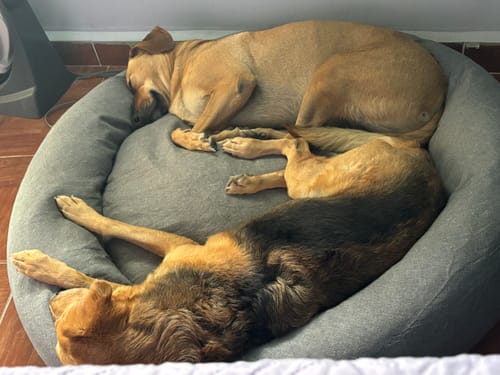 Customer photo review of Cama Antiestrés para Perros Lino