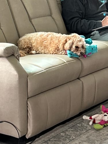 Customer photo review of FurLife™ 12 Months Flea and Tick Free