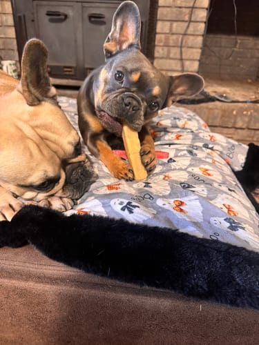 Customer photo review of Yak Chew Pack – 6 Flavor-Infused Sticks