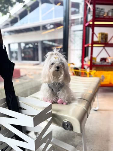 Kornpapha review of WagWellies® by wagwear image 1 out of 1