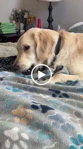 Customer video review of Smoked Beef Marrow Bone