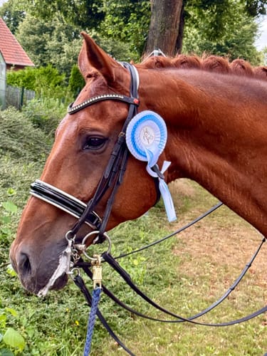 Customer photo review of Strotonin Horse Support