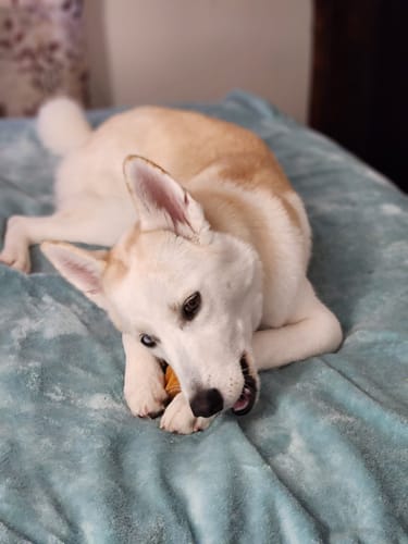 Customer photo review of Pumpkin Yak Chews
