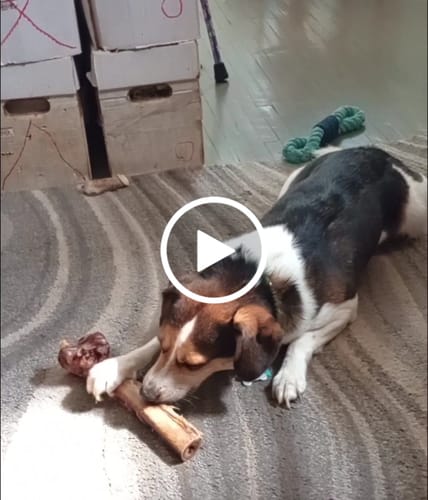 Customer video review of Medium Ostrich Cane (10" x 3"): The Long-Lasting, Flavor-Packed Chew for Medium & Large Dogs