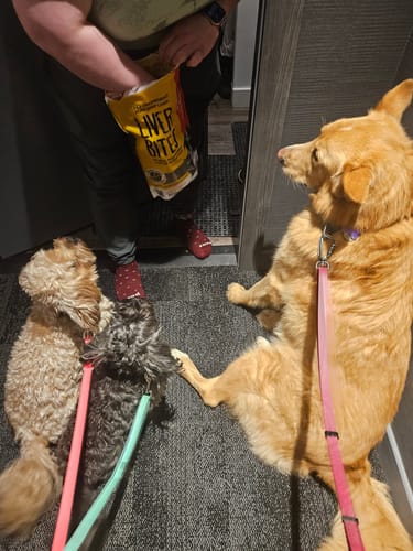 Customer photo review of Lead-All Pro