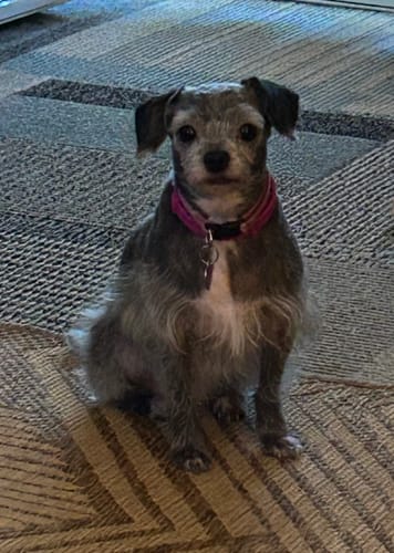 Customer photo review of FurLife™ - 8 Months All Natural Flea and Tick Collar for Dogs