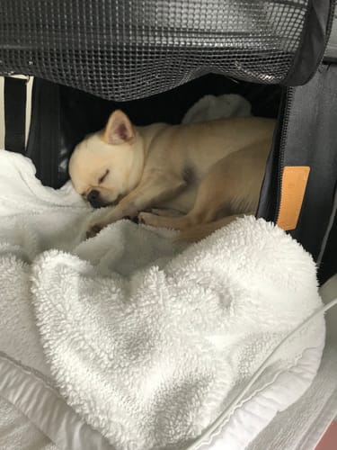 Customer photo review of Pet Stroller with ISO-FIX Car Carrier