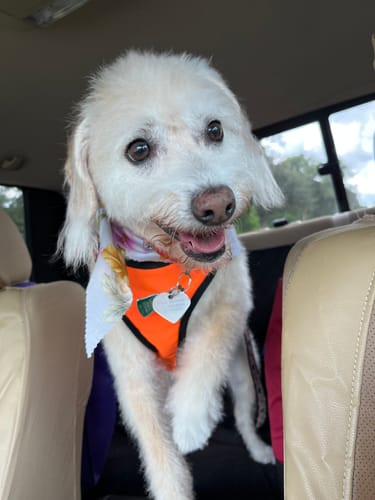 Customer photo review of Iron Paws Premium Dog Supplement