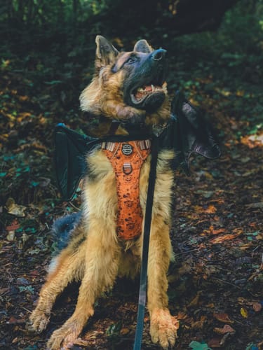 Sarah review of Disney© Tough Trails™ Harness - Halloween image 1 out of 1