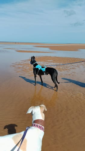 Customer photo review of Sighthound Escape Proof Harness