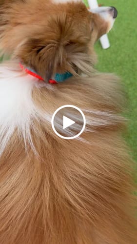 Customer video review of Neoprene Dog Collar with Name - S | 4Kyon