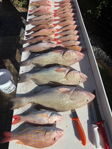 Customer photo review of Pre-tied Dropper Loop Rigs USA