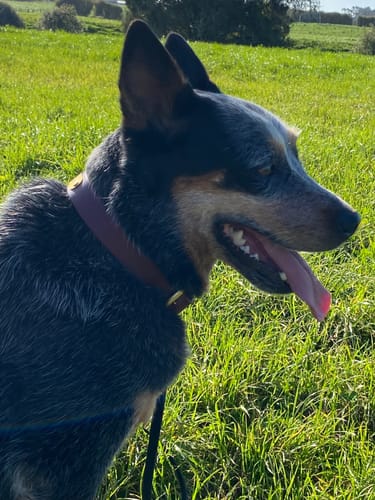 Customer photo review of Classic Buckle Leather Dog Collar - Custom Sized