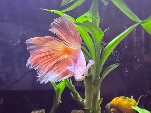 Customer photo review of Pink Halfmoon Male Betta Fish | You Pick Fish | Order Directly From Farm