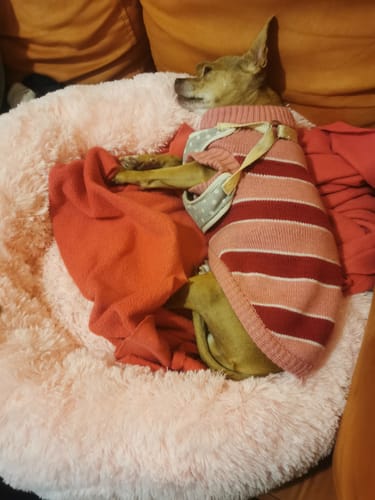 Customer photo review of Cama Antiestrés para Perros