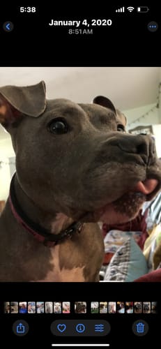 Customer photo review of 12 Inch Extra Thick Bully Sticks