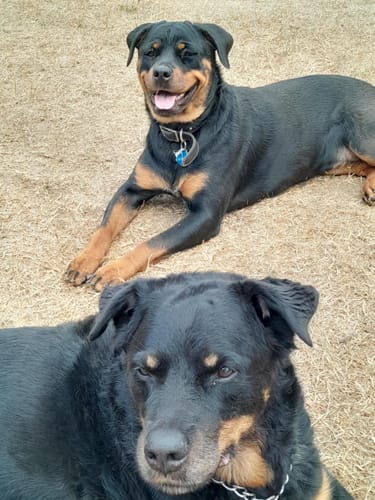 Customer photo review of 5-6 Inch Champion Chew